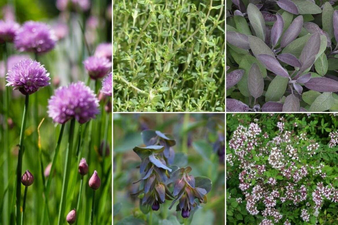 Comment avoir de la belle ciboulette ?