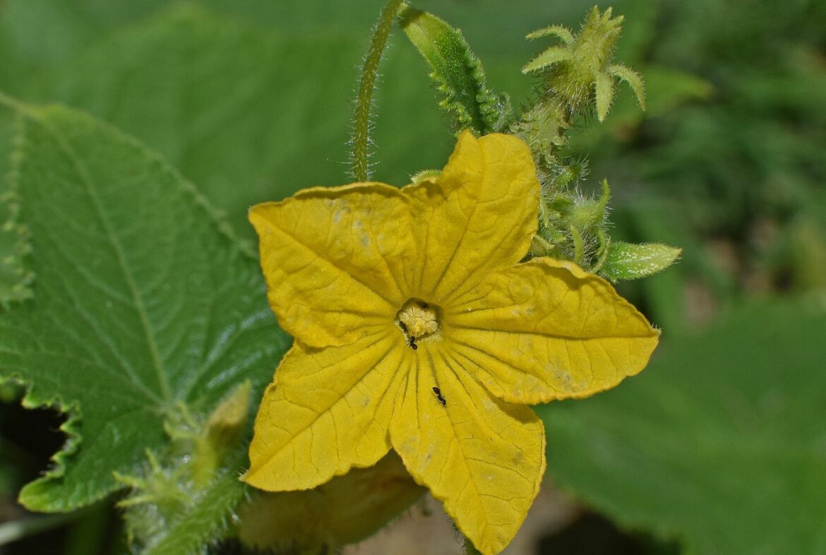 Comment avoir des fleurs femelles concombre ?