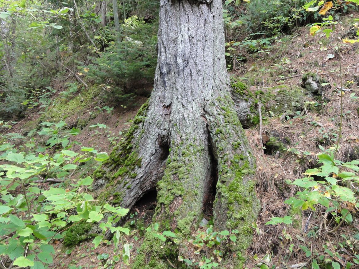 Comment avoir des graines de moutarde ?