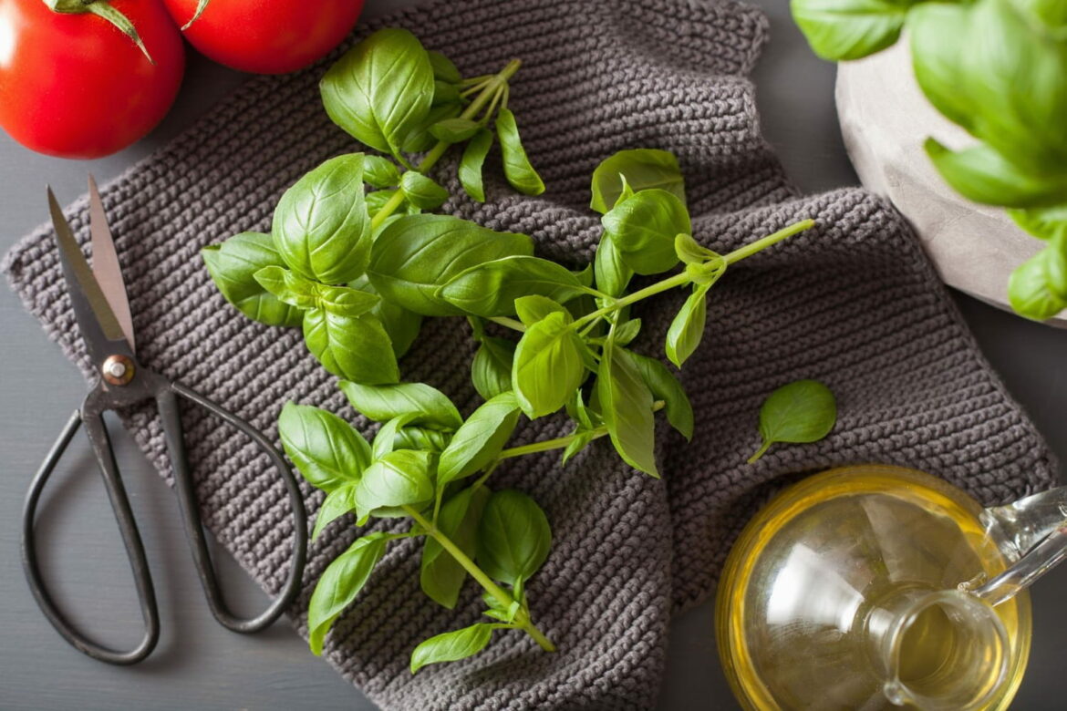 Comment avoir du basilic frais toute l'année ?