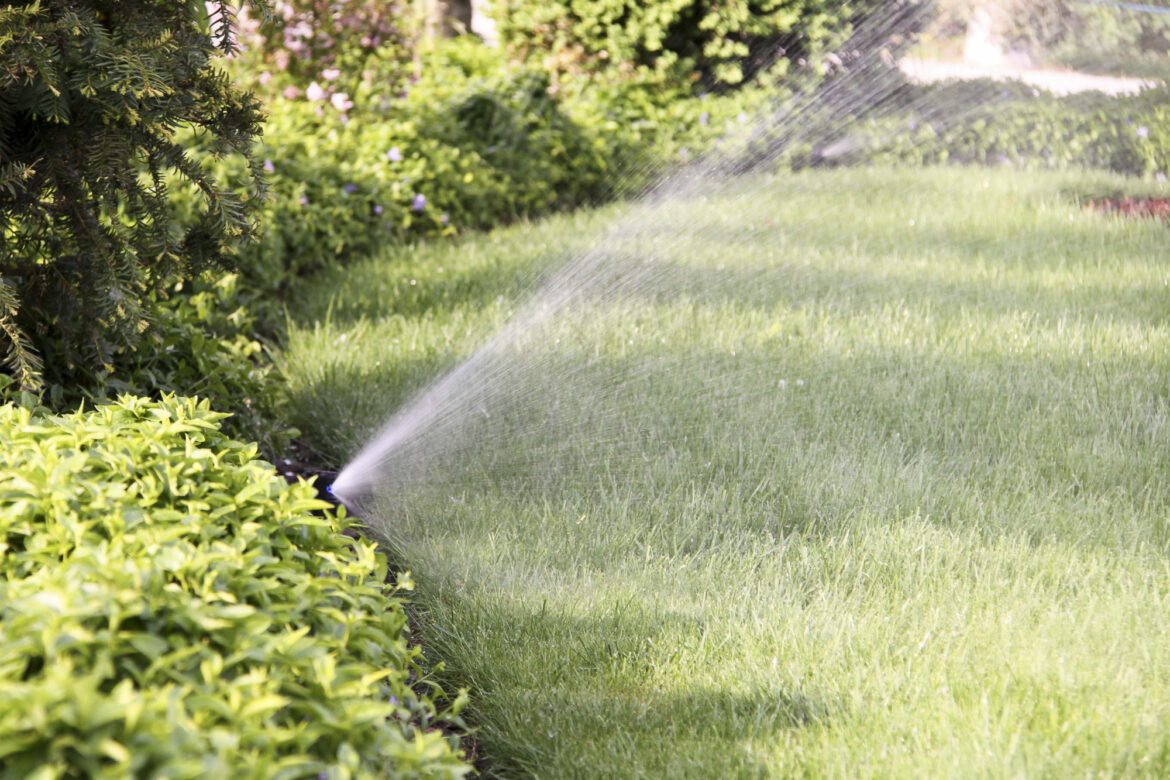 Comment avoir un palmier bien vert ?