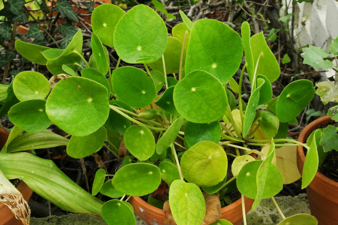 Comment avoir un pilea touffu ?