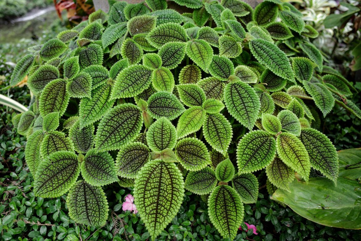 Comment avoir un pilea touffu ?