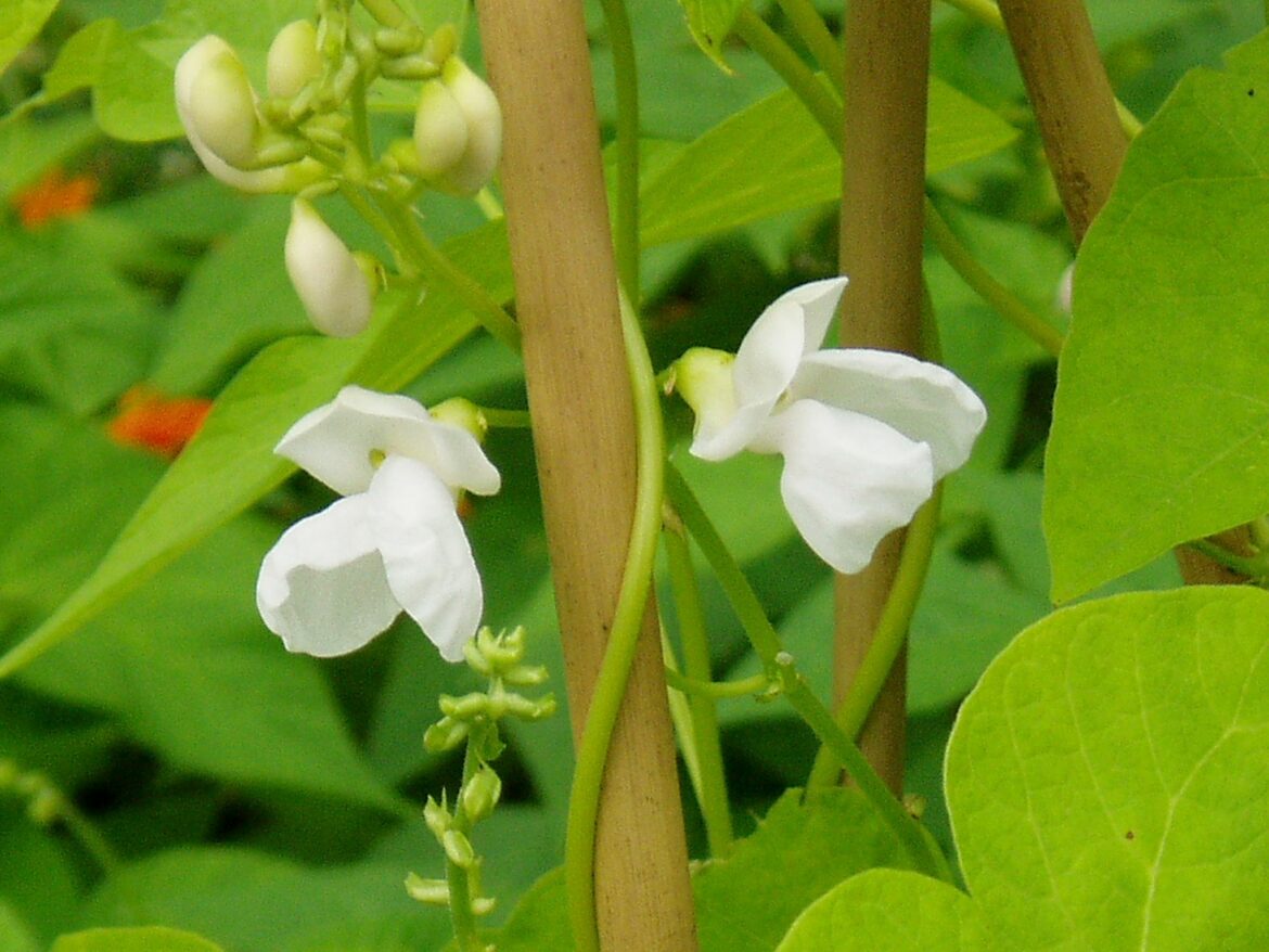 Comment bien arroser les haricots ?