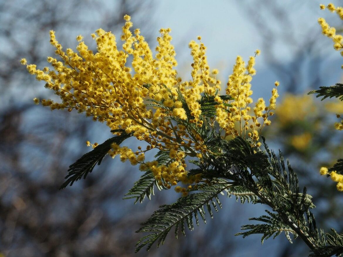 Comment bien faire pousser un mimosa ?