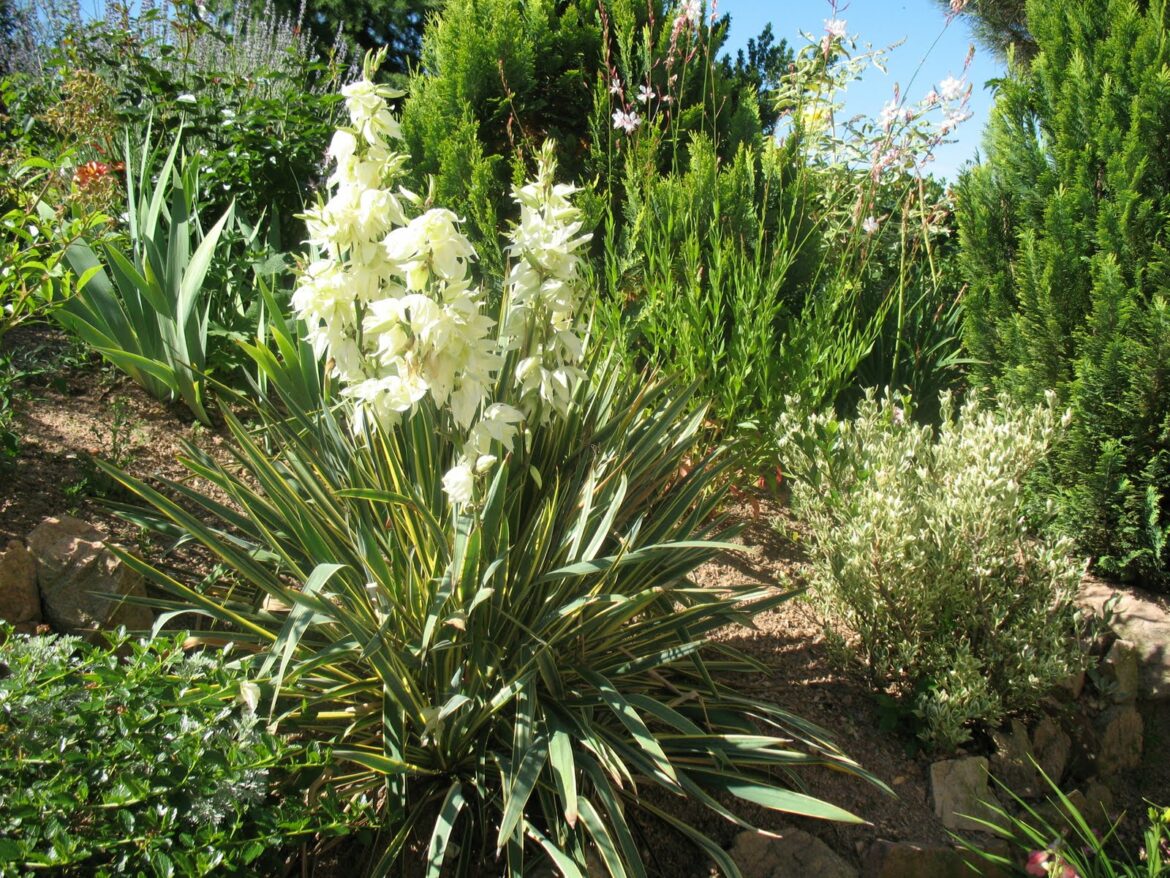 Comment bien rempoter un yucca ?