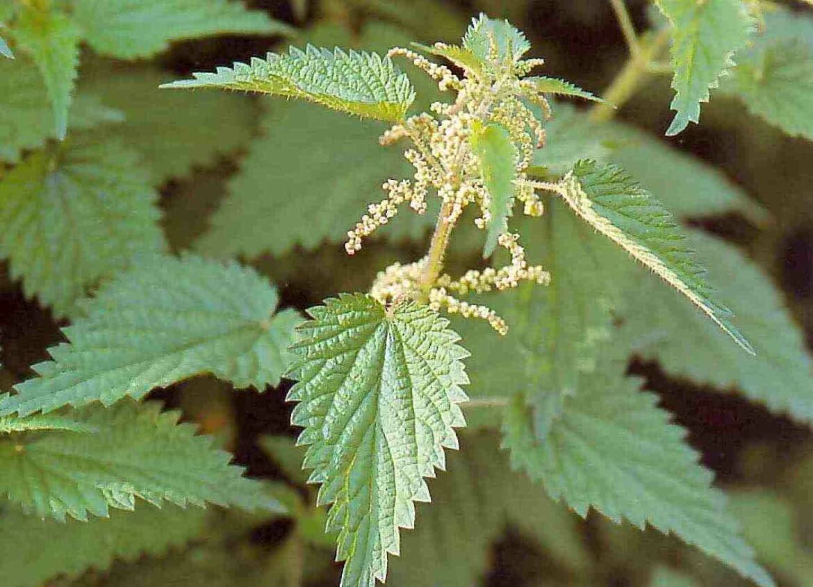 Comment boire l'ortie piquante ?