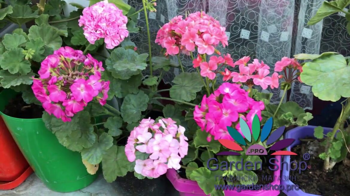 Comment booster la floraison des géraniums ?