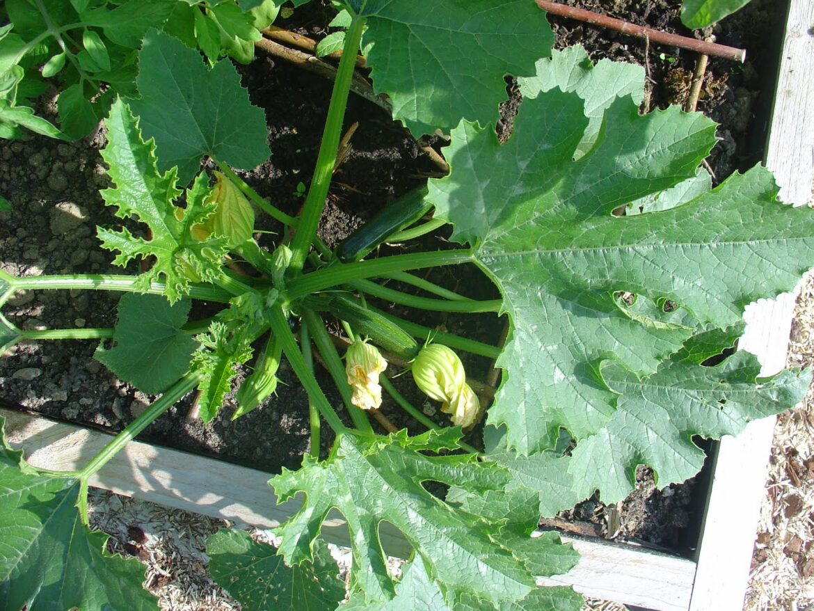 Comment booster les plants de courgettes ?