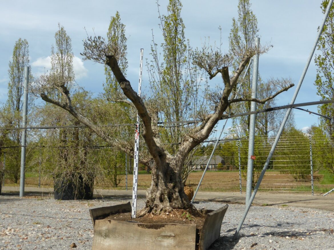 Comment booster un olivier ?