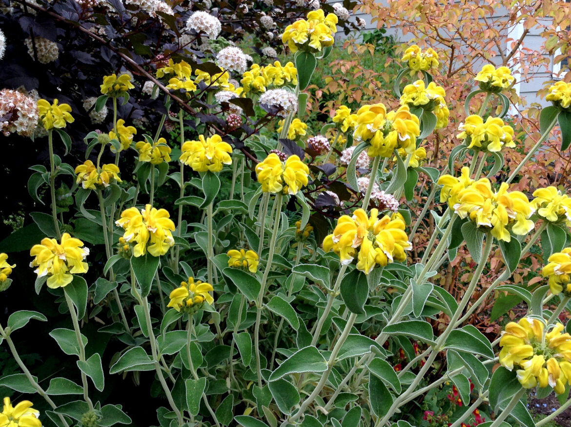 Comment bouturer le Phlomis ?