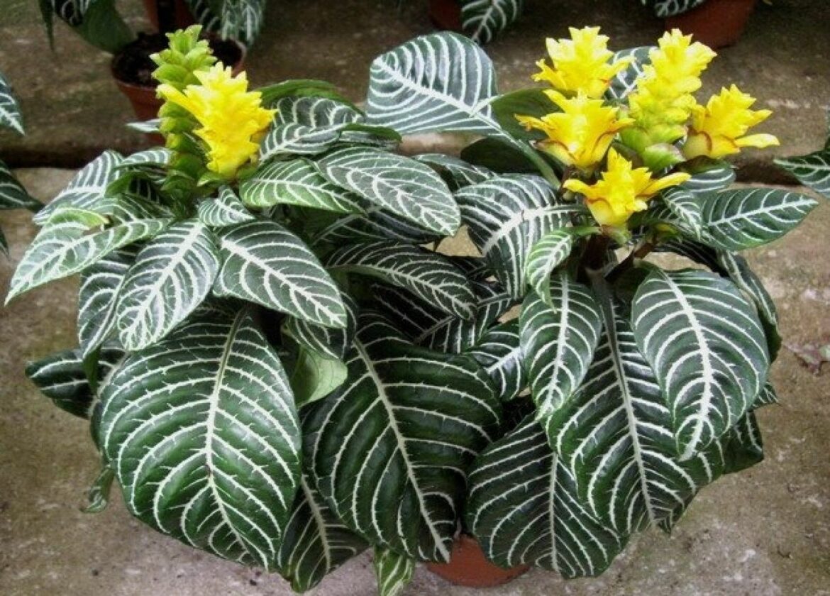 Comment bouturer un aphelandra ?