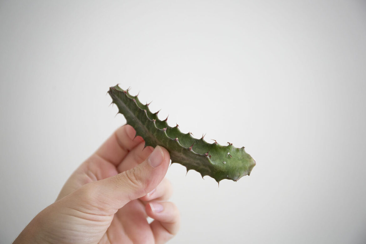 Comment bouturer un euphorbe Trigona ?