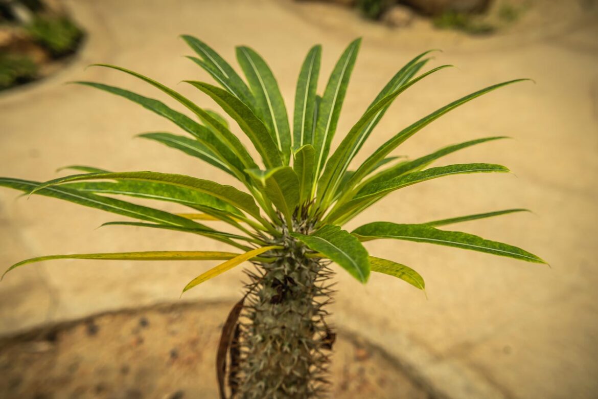 Comment bouturer un pachypodium ?