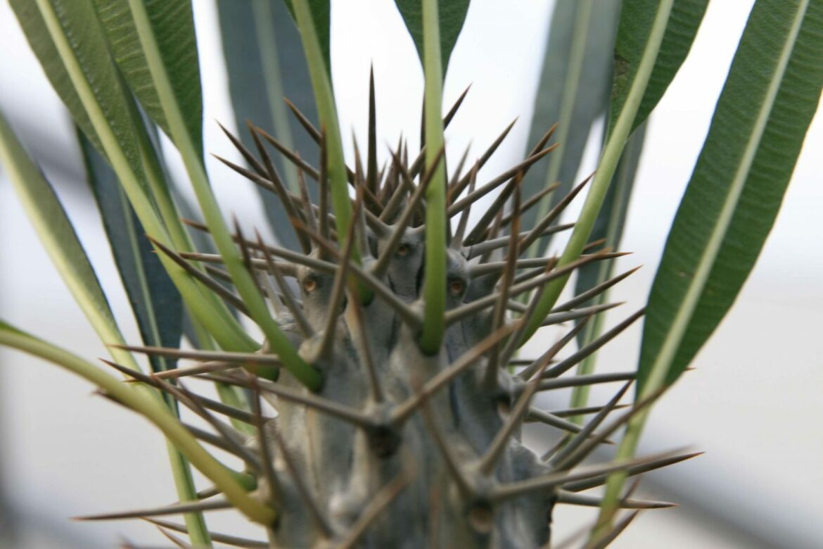 Comment bouturer un pachypodium ?