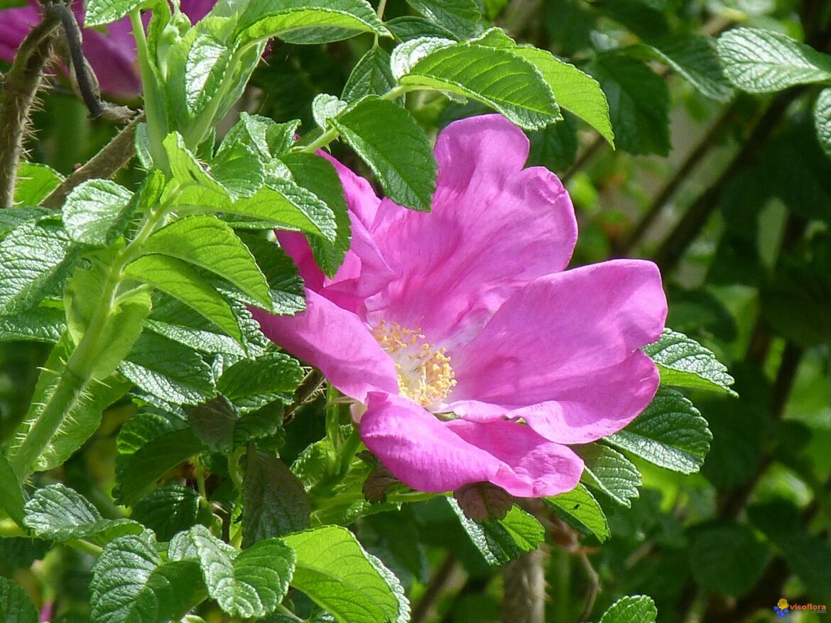 Comment bouturer un rosier rugosa ?