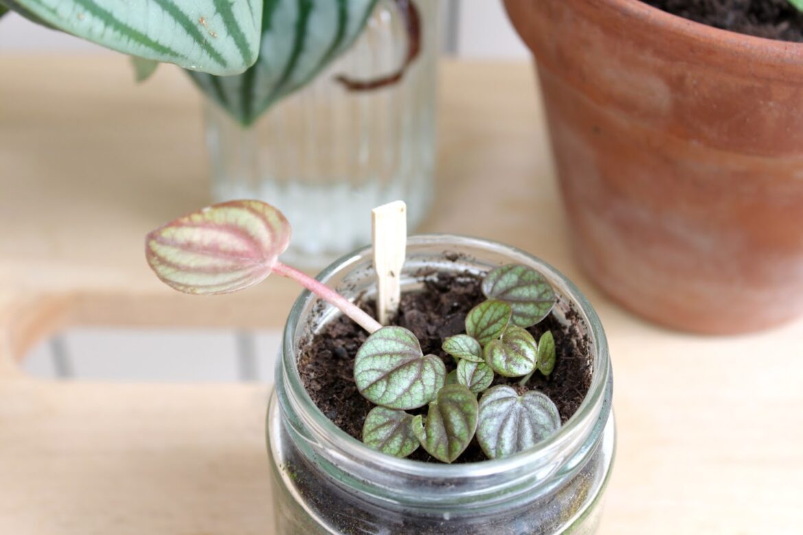 Comment bouturer une branche ?