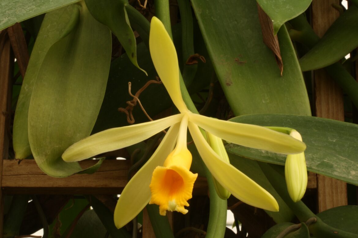 Comment bouturer une orchidée vanille ?