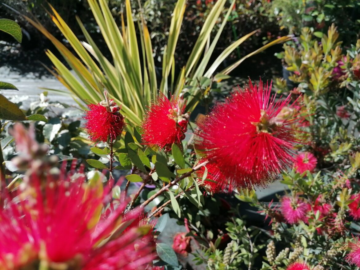 Comment composer un jardin méditerranéen ?