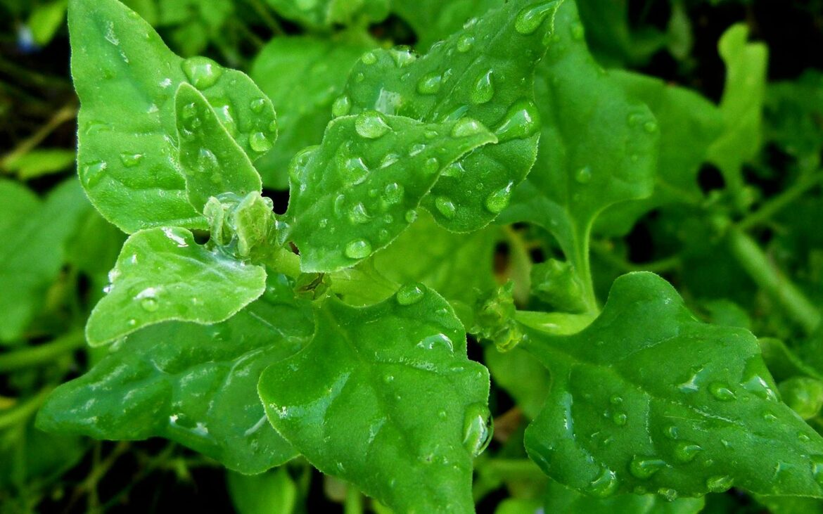 Comment congeler de la tétragone ?