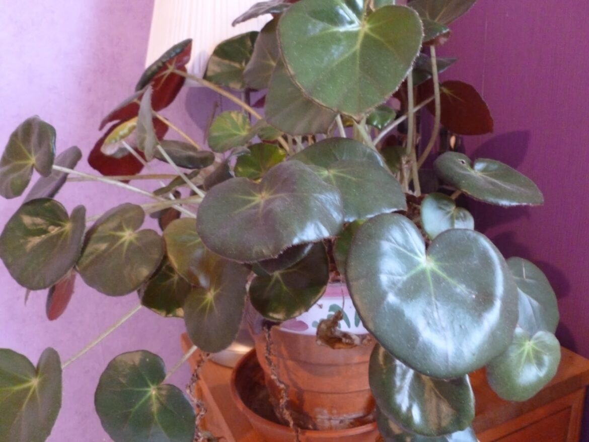 Comment conserver les bégonias pendant l'hiver ?