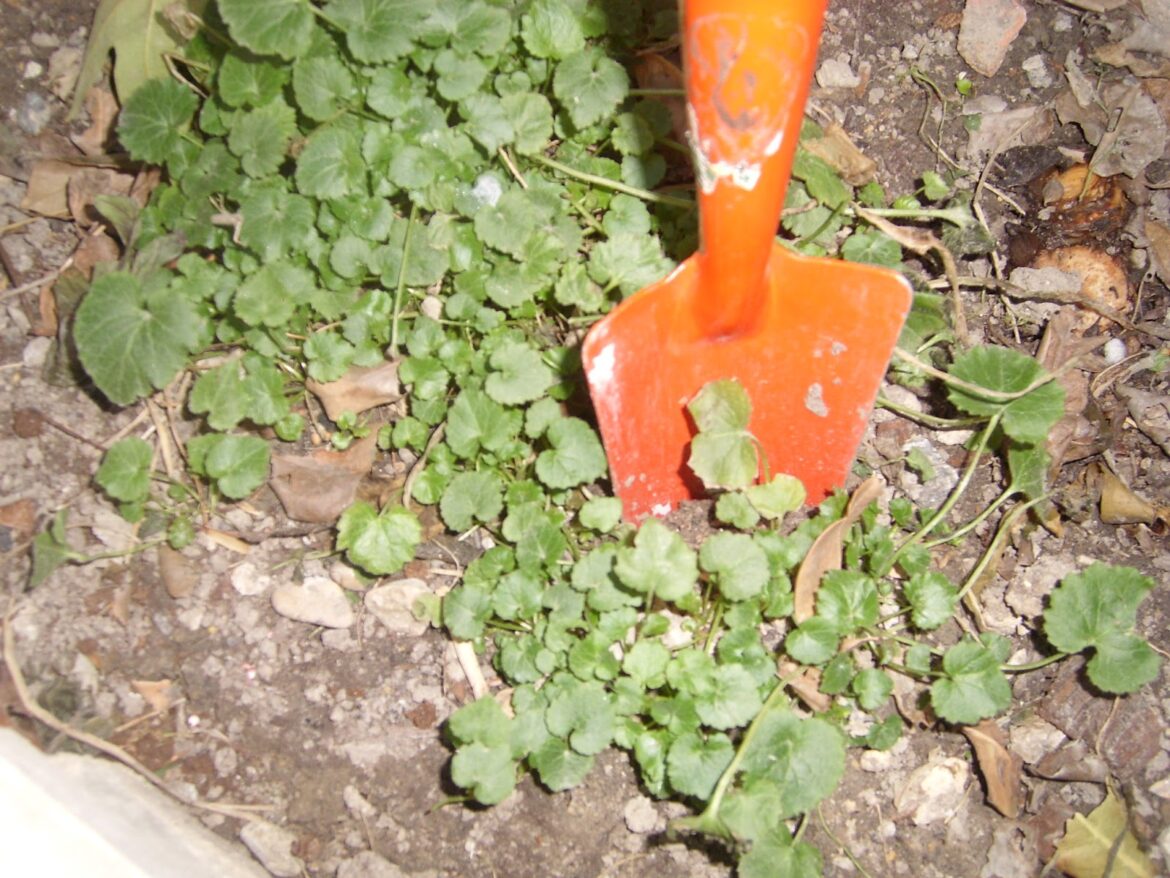 Comment conserver les campanules en hiver ?