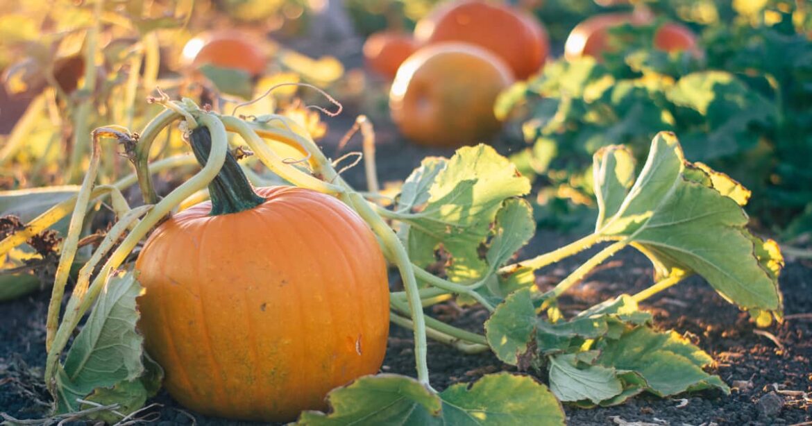 Comment conserver les courges pour l'hiver ?