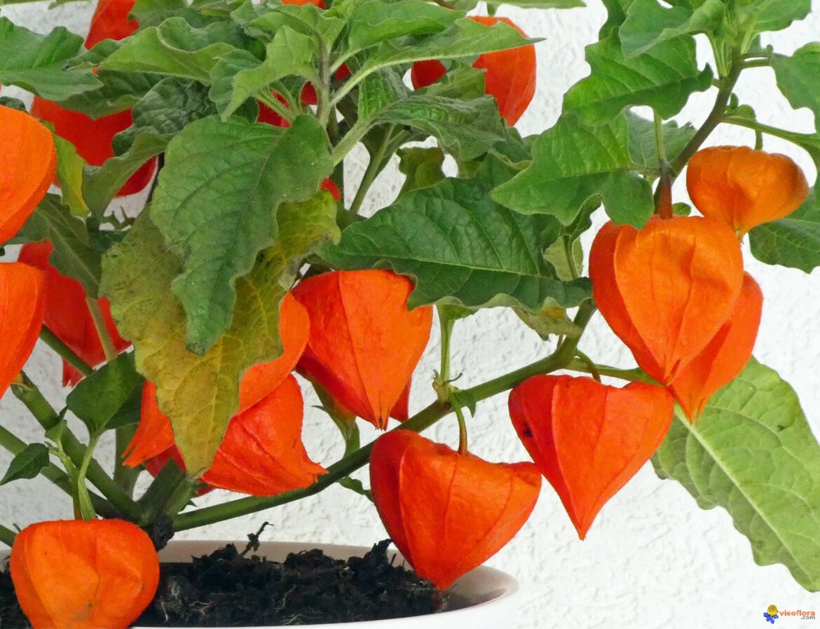 Comment conserver les fleurs amour en cage ?