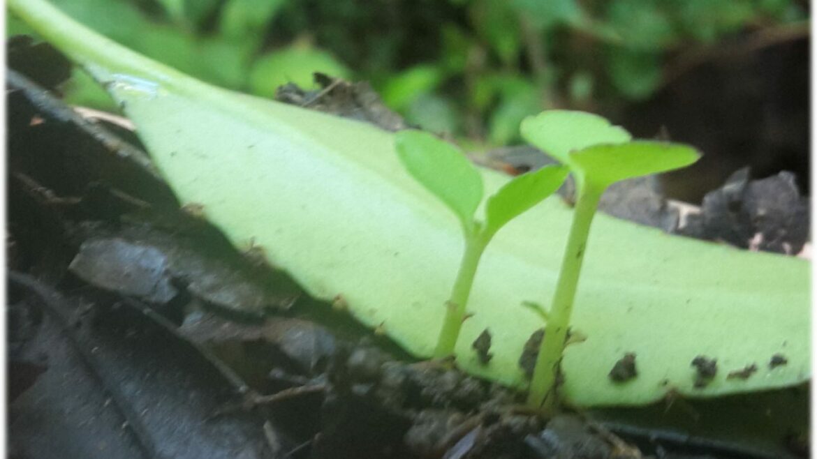 Comment conserver les gerberas l'hiver ?