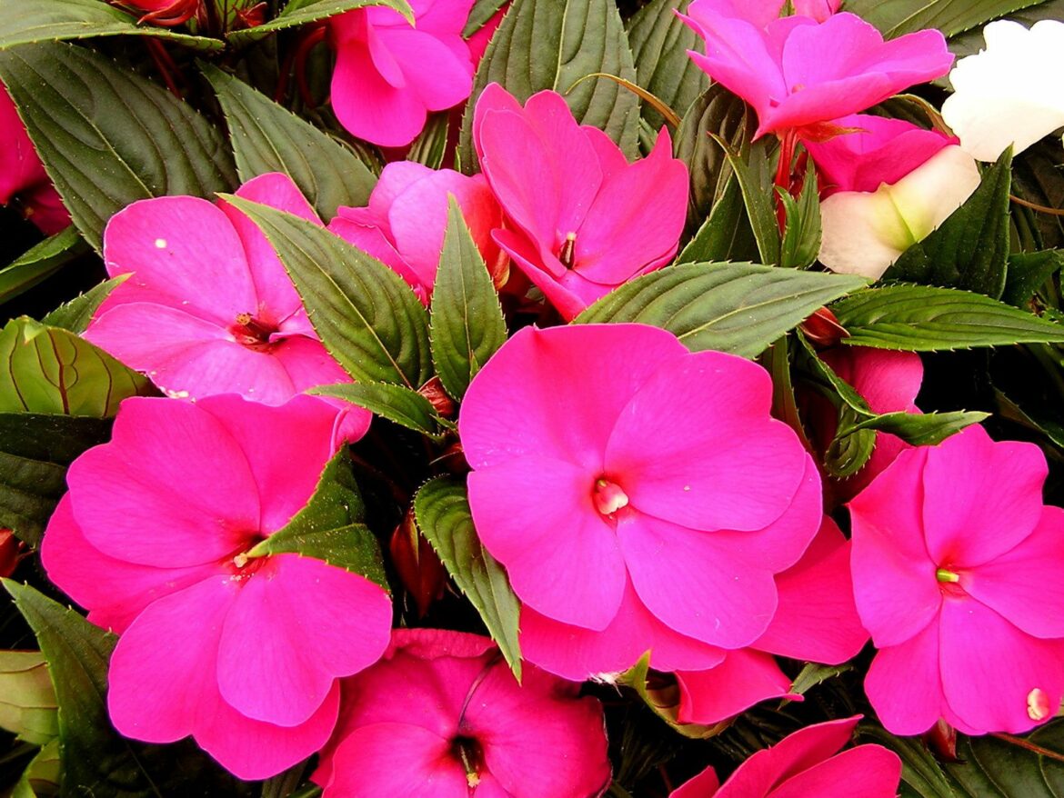 Comment conserver les impatiens de Guinée ?