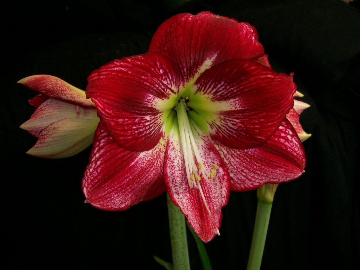 Comment conserver un amaryllis d'une année sur l'autre ?