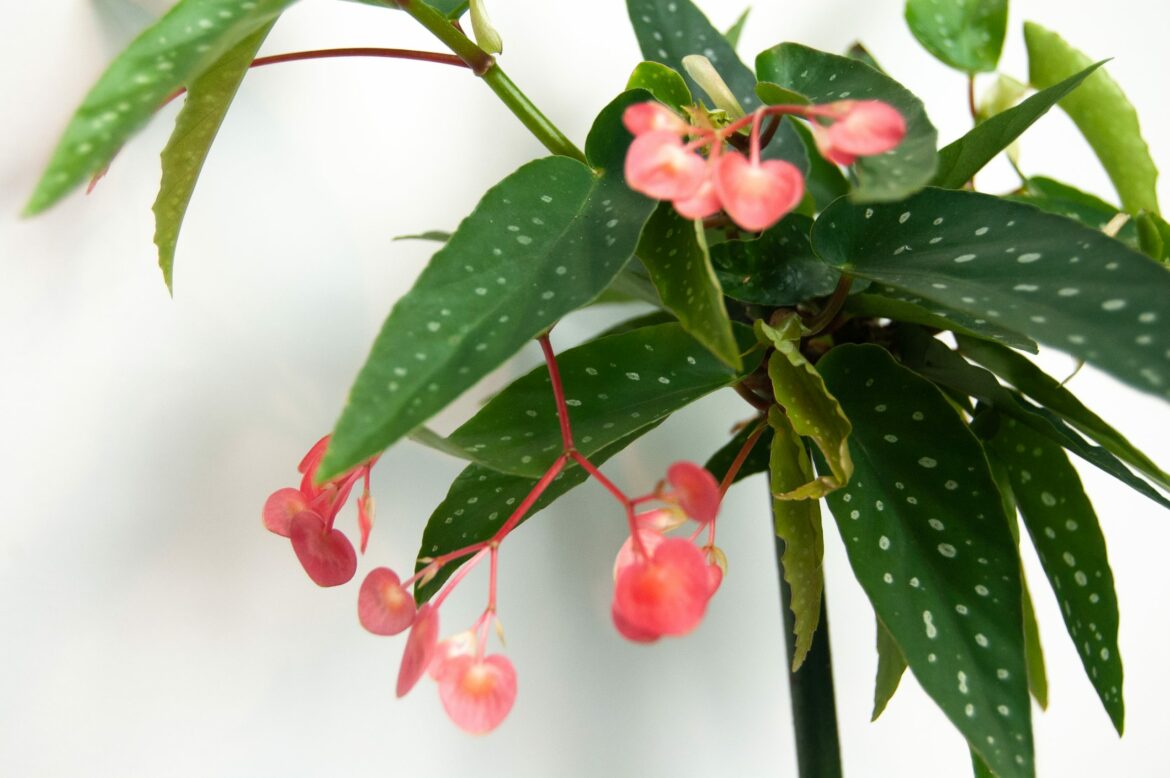 Comment conserver un bégonia d'intérieur ?