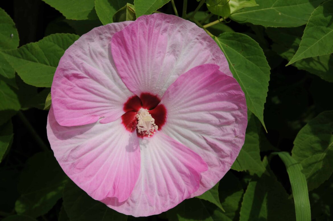 Comment conserver un hibiscus pendant l'hiver ?