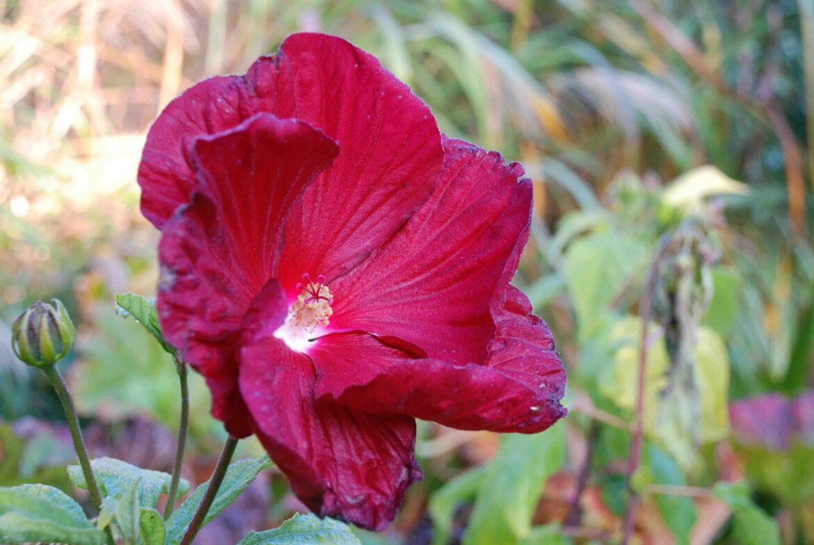 Comment conserver un hibiscus pendant l'hiver ?