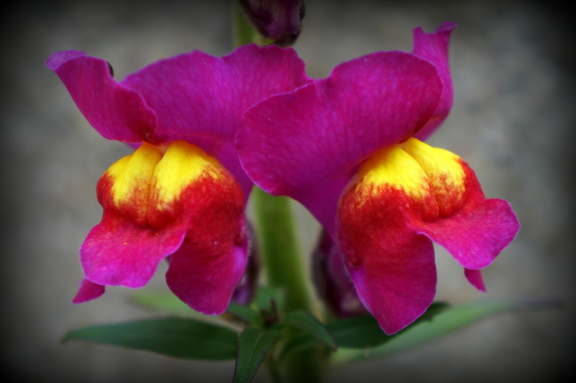 Comment conserver un muflier en hiver ?