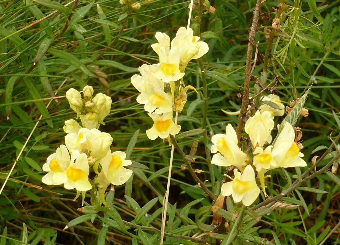 Comment conserver un muflier en hiver ?