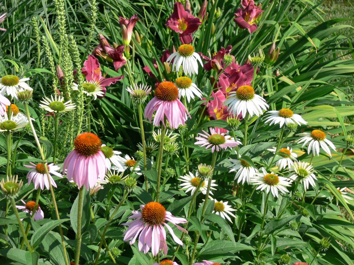 Comment consommer Echinacea purpurea ?