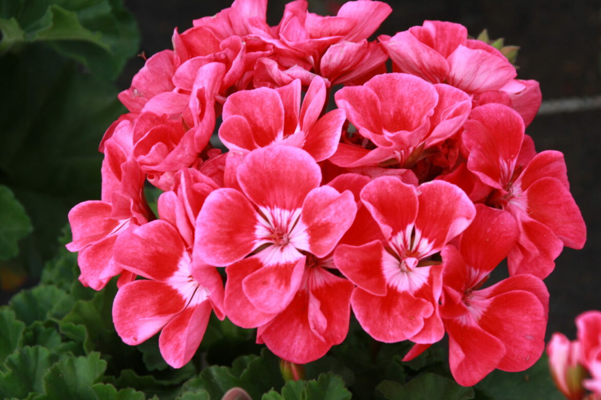 Comment consommer géranium ?