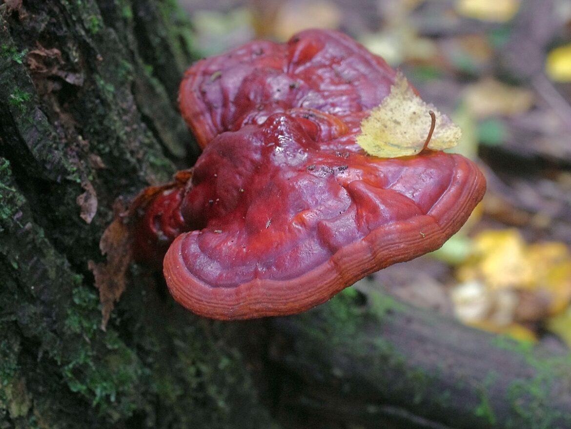 Comment consommer la poudre de reishi ?