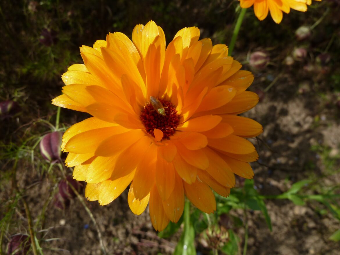 Comment consommer le souci ?