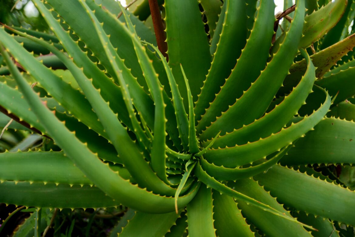Comment consommer les feuilles d'aloe vera ?
