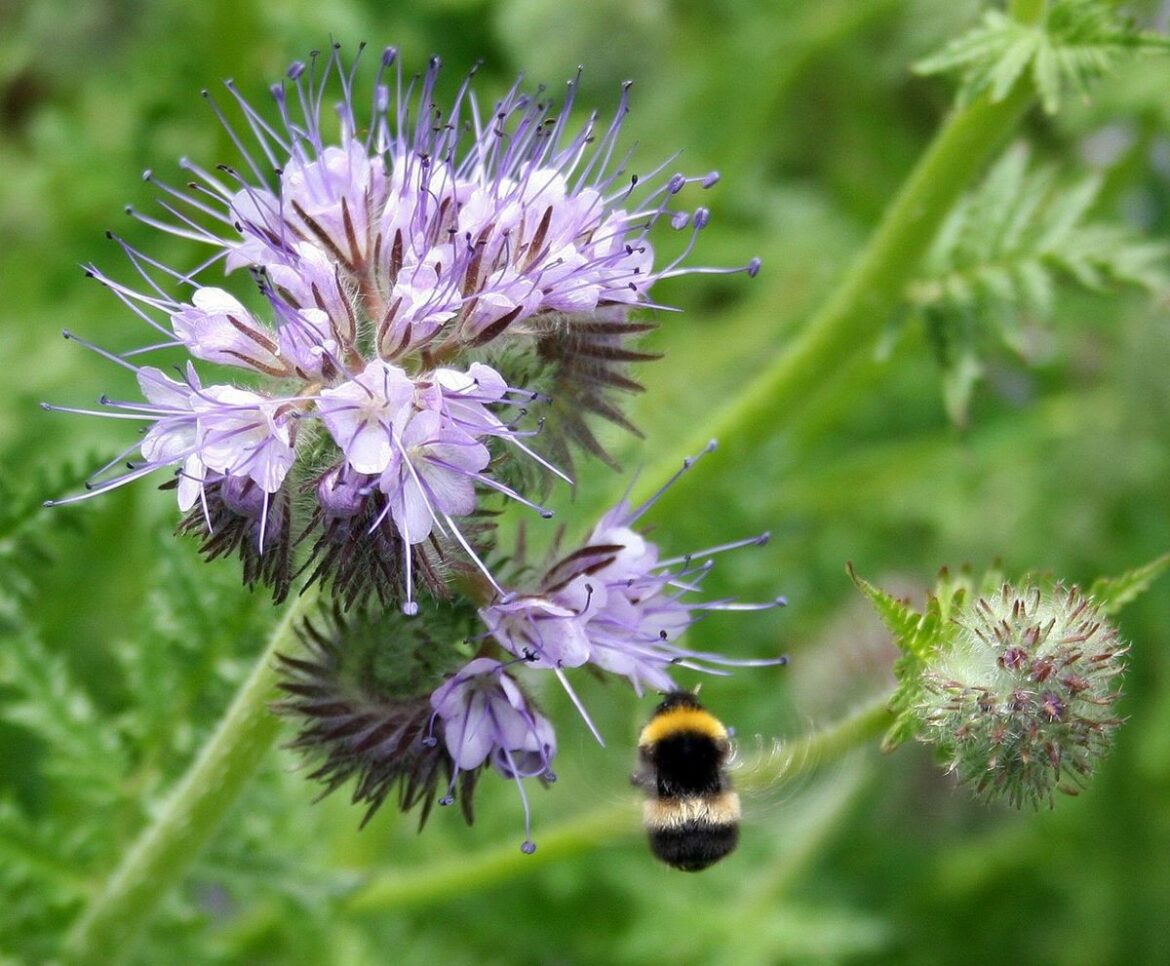 Comment couper la phacélie ?