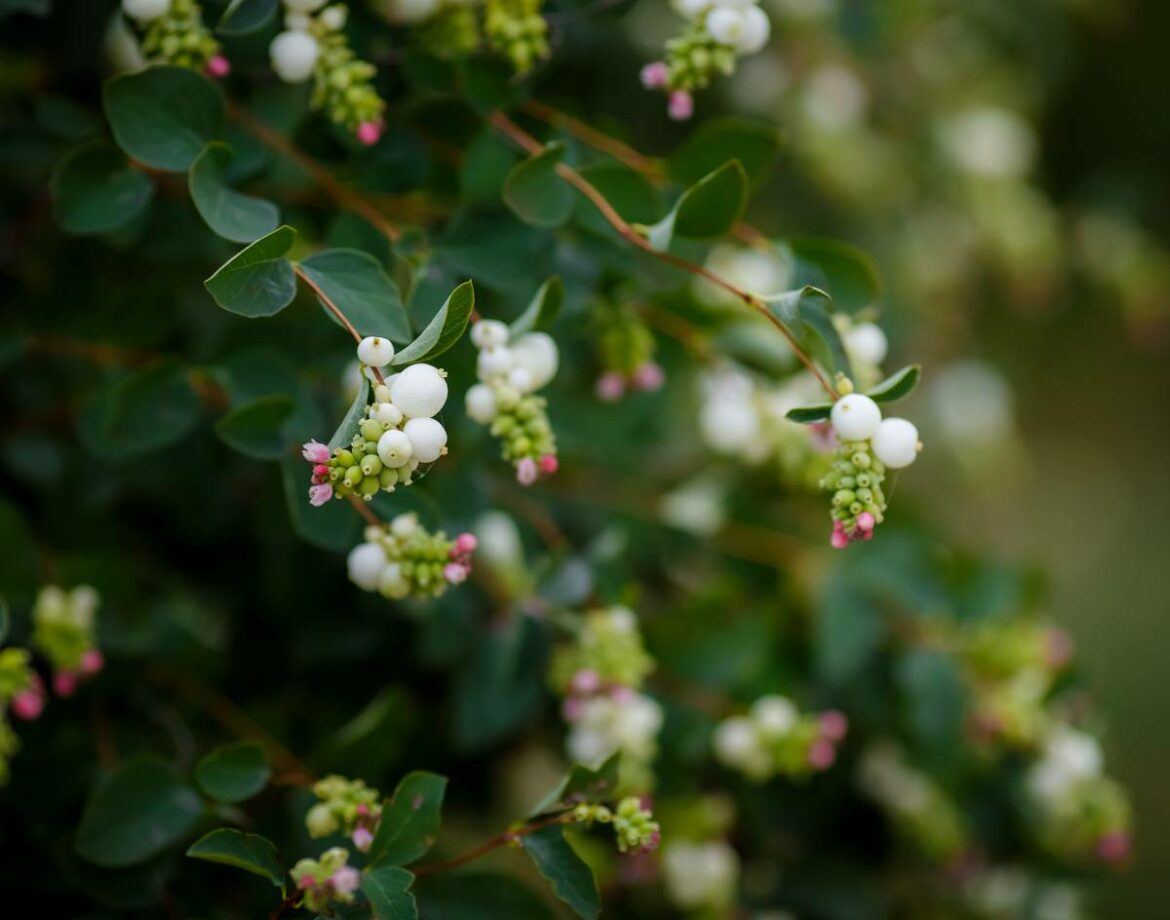 Comment couper le phormium ?