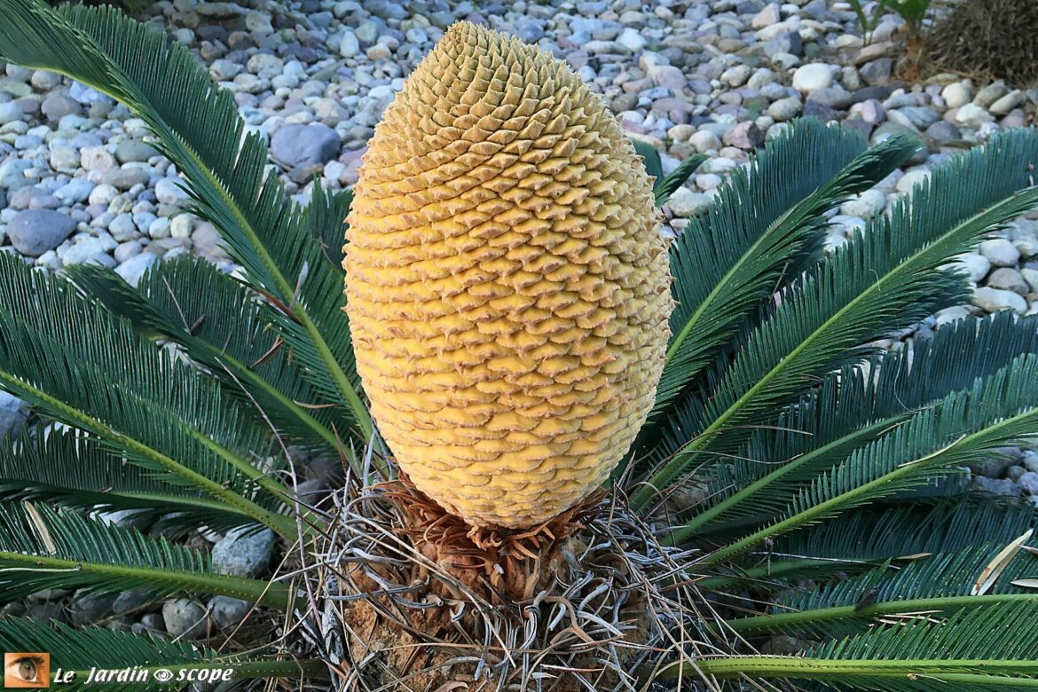 Comment couper les fleurs de palmier ?