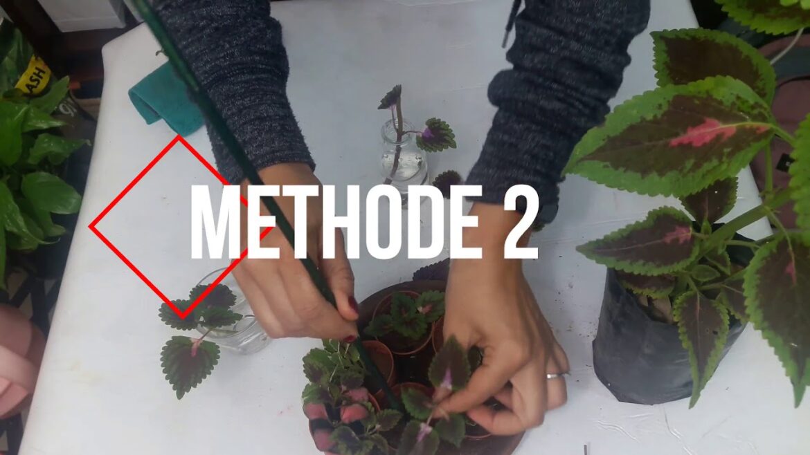 Comment couper un coléus ?