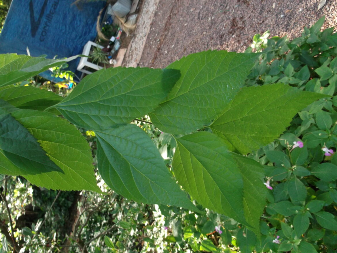 Comment couper un micocoulier ?