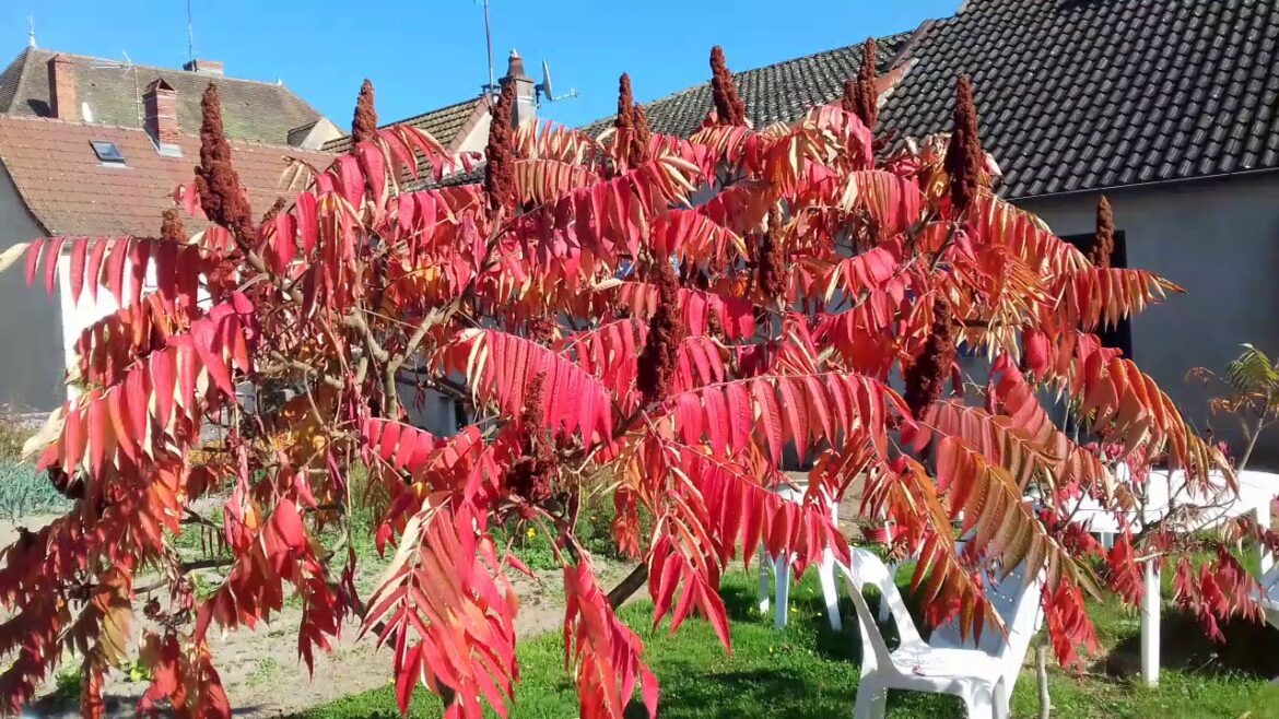 Comment couper un vinaigrier ?