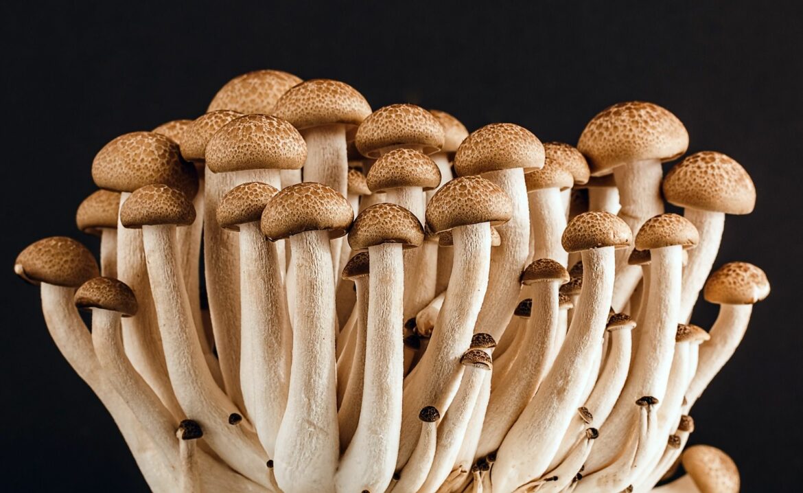 Comment créer des champignons ?