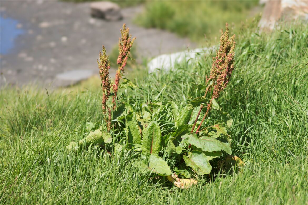 Comment cuisiner le rumex ?