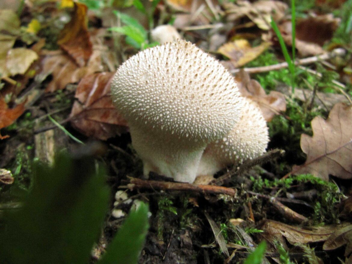 Comment cuisiner les Vesse-de-loup géante ?